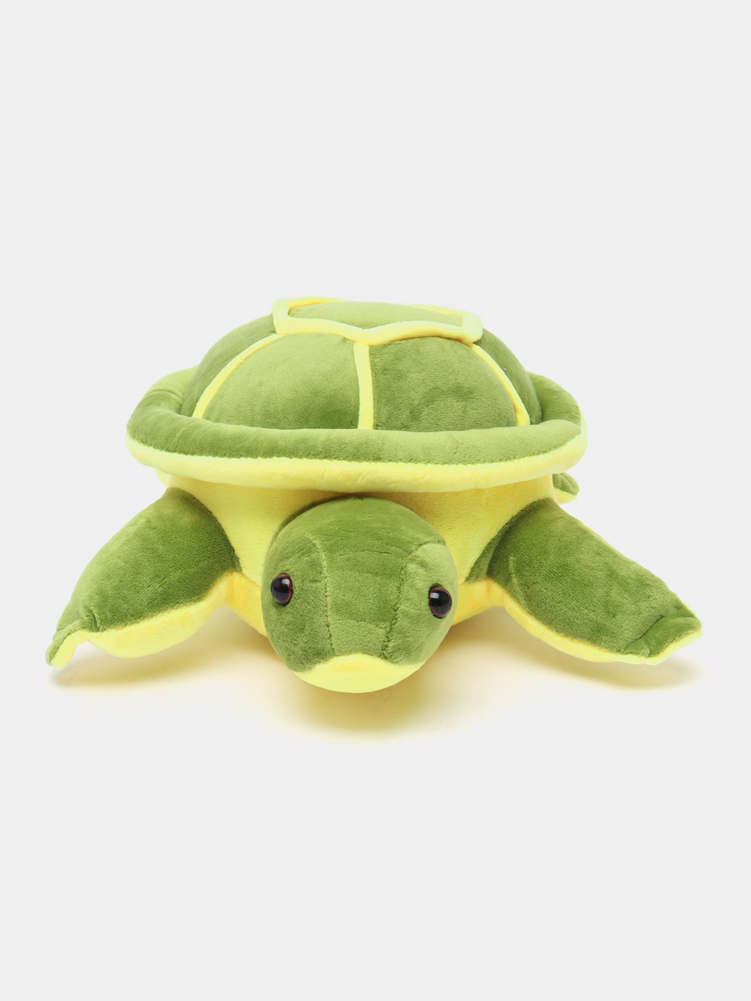 Tortoise / Turtle